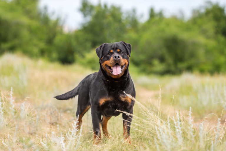 Découvrez les 10 races de chiens qui vivent le plus longtemps