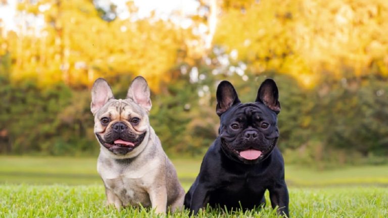 D Couvrez Les Races De Chiens Qui Vivent Le Plus Longtemps