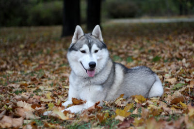 Husky de Sibérie