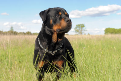 races de chien qui sont les plus musclées et athlétiques