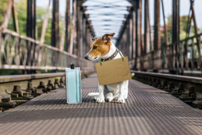 Voyager avec son chien