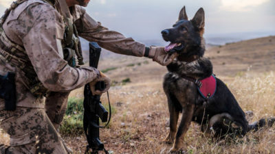 Race de chien : Découvrez ces toutous qui peuvent faire des prouesses incroyables !