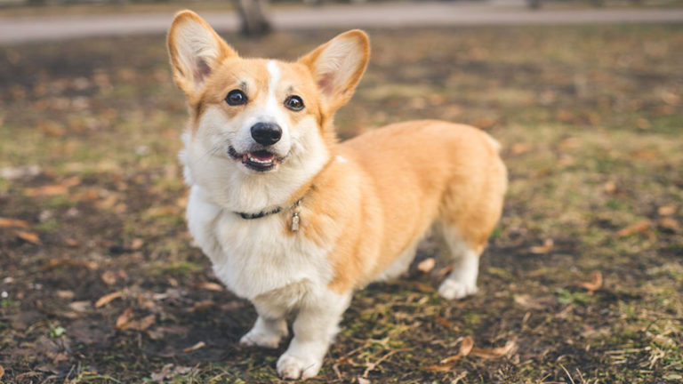 D Couvrez Quels Sont Les Races De Chiens Qui Ont La Plus Courte