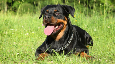 Rottweiler