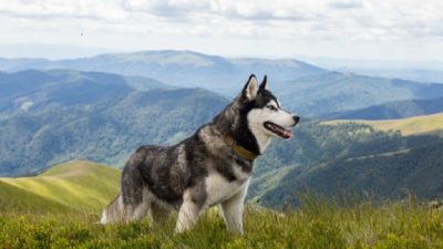 Rraces de chiens sans mauvaises odeurs