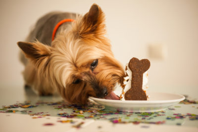 Races de chiens qui sont les plus gourmandes