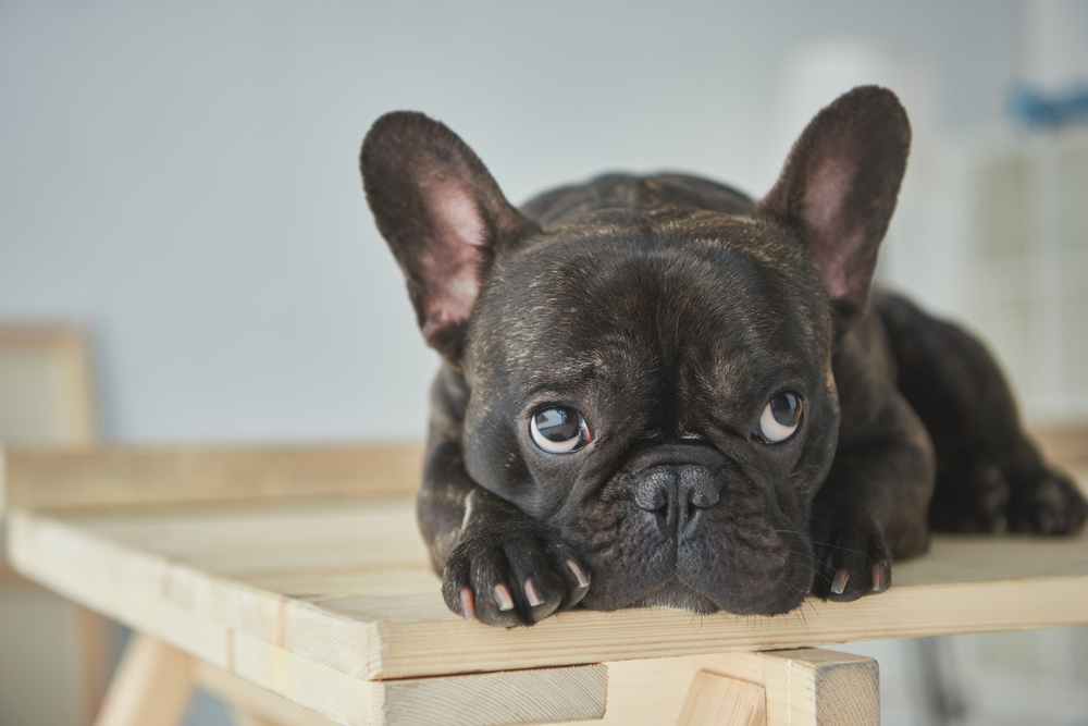 Bouledogue français